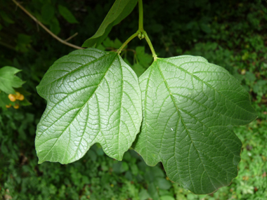 Grandes (jusqu'à 10 cm) feuilles opposées et  comportant 3 à 5 lobes. Leur pétiole est muni de 2 petites glandes verdâtres. Agrandir dans une nouvelle fenêtre (ou onglet)